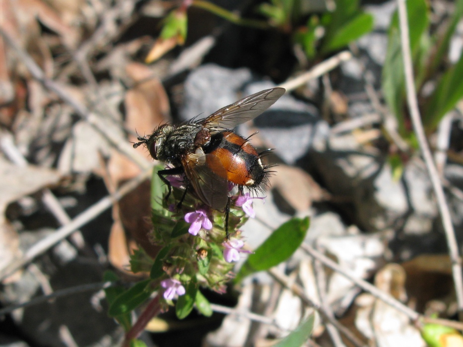 TACHINA MAGNICORNIS e TACHINA FERA?